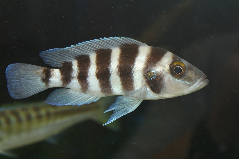 Neolamprologus sexfasciatus 'Chituta Bay'